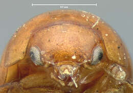 Image of Zeadolopus egenus (Le Conte & J. L. 1853)