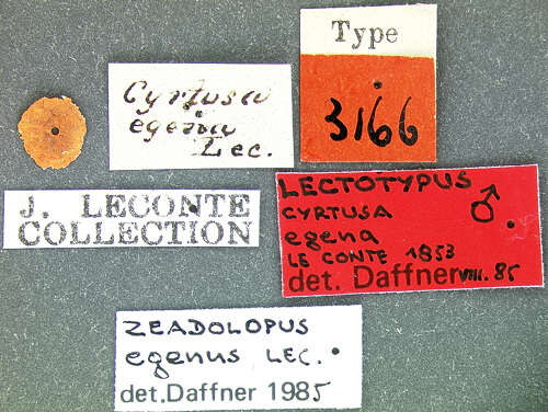 Image of Zeadolopus egenus (Le Conte & J. L. 1853)