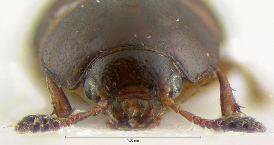 Image of Leiodes conferta (Le Conte & J. L. 1866)