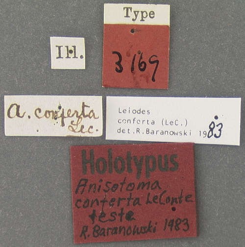 Image of Leiodes conferta (Le Conte & J. L. 1866)