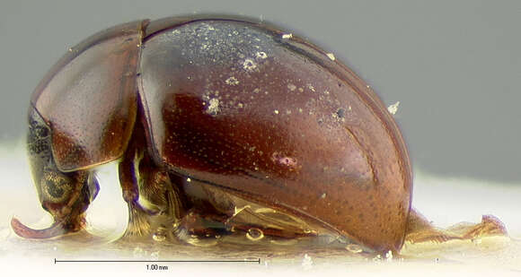 Image of Agathidium (Pulchrum) difforme (Le Conte & J. L. 1850)