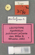 Image of Agathidium (Pulchrum) pulchrum Le Conte & J. L. 1853