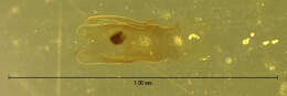 صورة Cyrtusa subtestacea (Gyllenhal 1813)