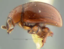 صورة Cyrtusa subtestacea (Gyllenhal 1813)