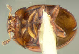 صورة Cyrtusa subtestacea (Gyllenhal 1813)