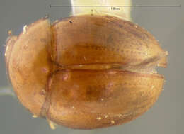 Image of Zeadolopus egenus (Le Conte & J. L. 1853)