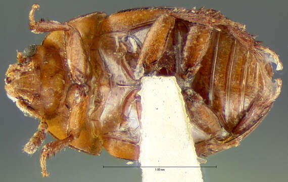 Image of Leiodes strigata (Le Conte & J. L. 1850)