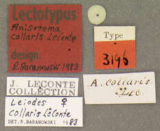 Image of Leiodes collaris (Le Conte & J. L. 1850)