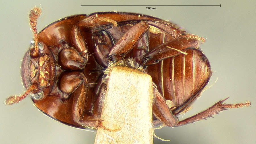 Image of Leiodes punctostriata Kirby 1837