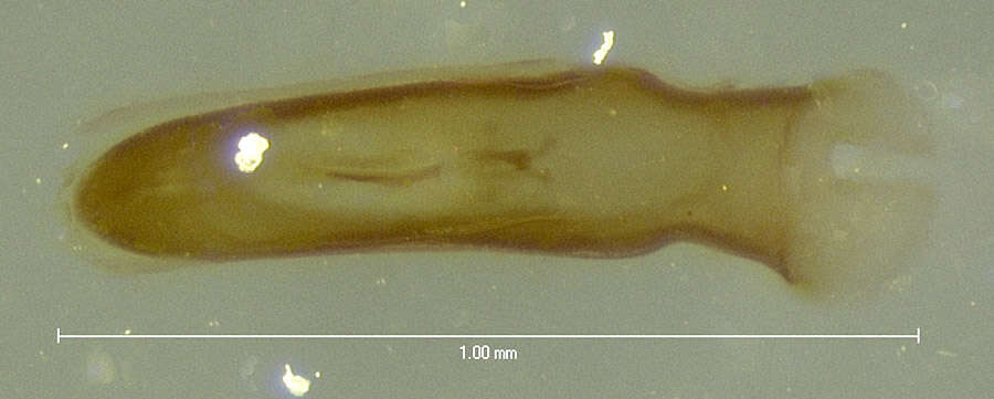 Leiodes assimilis (Le Conte & J. L. 1850) resmi