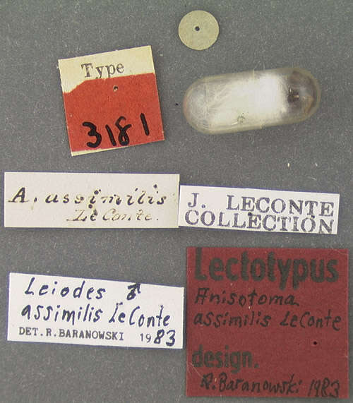 Image of Leiodes assimilis (Le Conte & J. L. 1850)