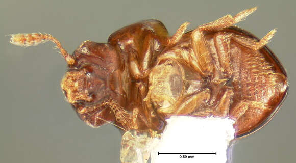 Image of Agathidium dentigerum Horn 1880