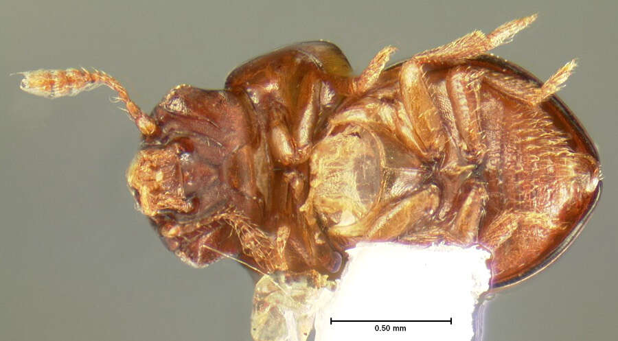 Image of Agathidium dentigerum Horn 1880