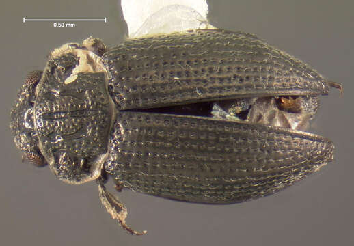 Imagem de Ochthebius (Asiobates) puncticollis Le Conte & J. L. 1852