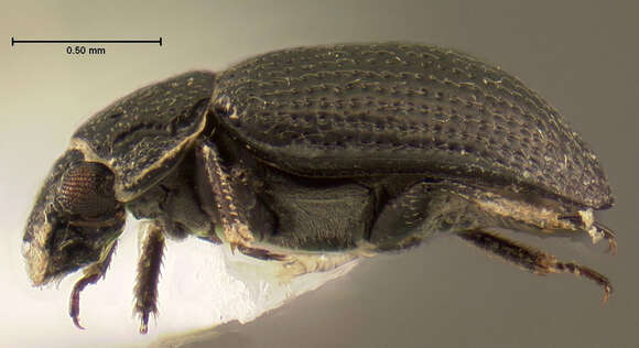 Imagem de Ochthebius (Asiobates) puncticollis Le Conte & J. L. 1852