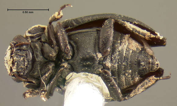 Imagem de Ochthebius (Asiobates) puncticollis Le Conte & J. L. 1852