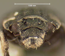 Imagem de Ochthebius (Asiobates) puncticollis Le Conte & J. L. 1852