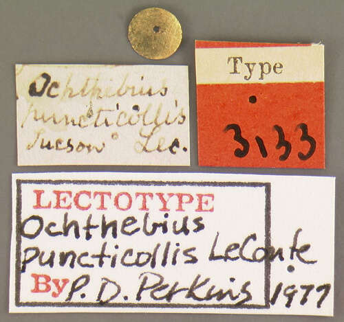 Imagem de Ochthebius (Asiobates) puncticollis Le Conte & J. L. 1852