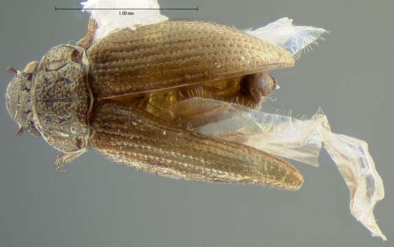 Image of Ochthebius (Asiobates) discretus Le Conte & J. L. 1878