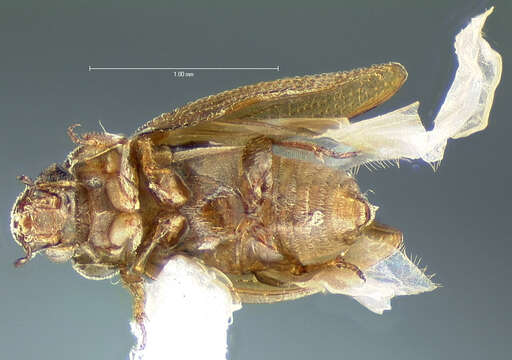 Image of Ochthebius (Asiobates) discretus Le Conte & J. L. 1878