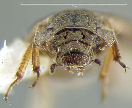 Image of Ochthebius (Asiobates) discretus Le Conte & J. L. 1878