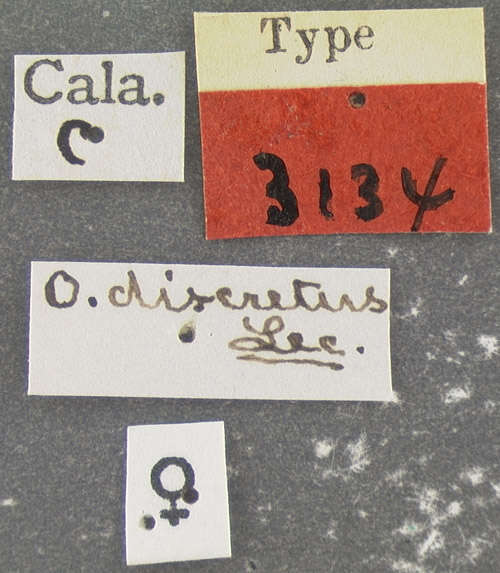 Image de Ochthebius (Asiobates) discretus Le Conte & J. L. 1878