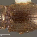 Image of Ochthebius (Asiobates) cribricollis Le Conte & J. L. 1850