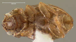 Image of Ochthebius (Asiobates) cribricollis Le Conte & J. L. 1850