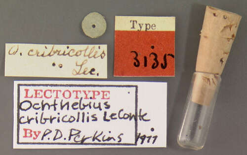 Image of Ochthebius (Asiobates) cribricollis Le Conte & J. L. 1850