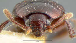 Image of Agyrtes (Agyrtecanus) longulus (Le Conte & J. L. 1859)