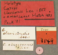 Image of <i>Choleva clavicornis</i> Le Conte 1853