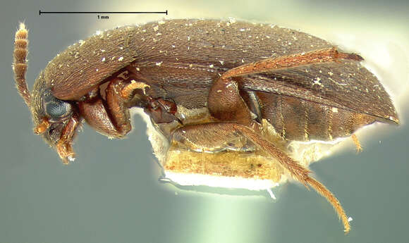 Image of Sciodrepoides terminans (Le Conte & J. L. 1850)