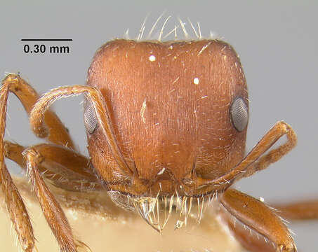 Image of Large Seed Harvesting Ant