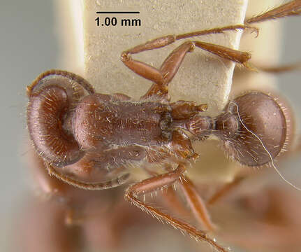 Image of Pogonomyrmex apache Wheeler 1902