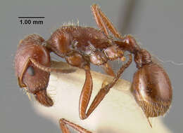 Image of Pogonomyrmex apache Wheeler 1902