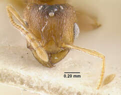 Image of Ant