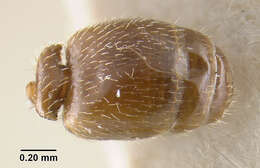 Pheidole elecebra (Wheeler 1904) resmi