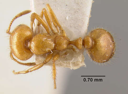 Image of Solenopsis aurea Wheeler 1906