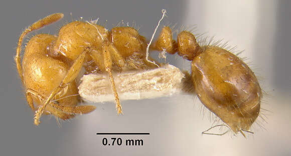 Image of Desert Fire Ant