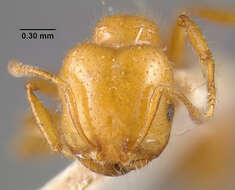 Image of Desert Fire Ant