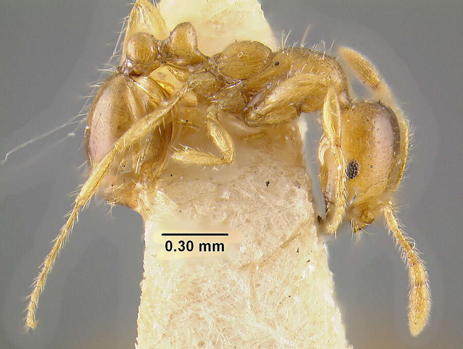 Image of Desert Fire Ant