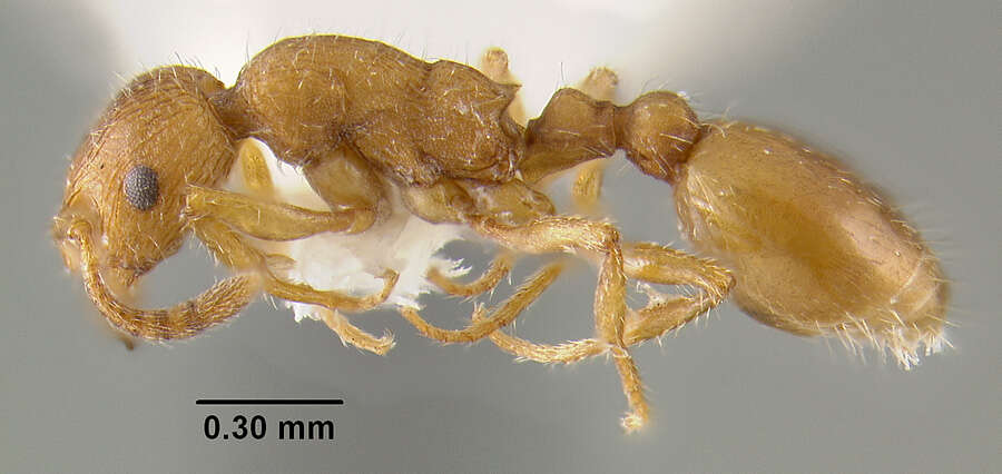 Plancia ëd Formicoxenus chamberlini Wheeler 1904