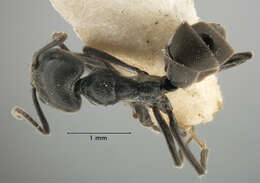 Image of Anonychomyrma biconvexa (Santschi 1928)