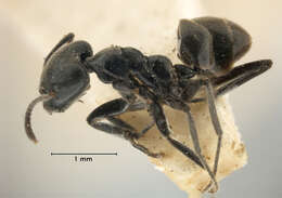 Image of Anonychomyrma biconvexa (Santschi 1928)