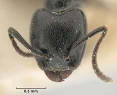 Image of Anonychomyrma biconvexa (Santschi 1928)