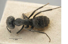 Image of Anonychomyrma biconvexa (Santschi 1928)