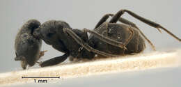 Image of Anonychomyrma biconvexa (Santschi 1928)