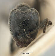 Image of Anonychomyrma biconvexa (Santschi 1928)