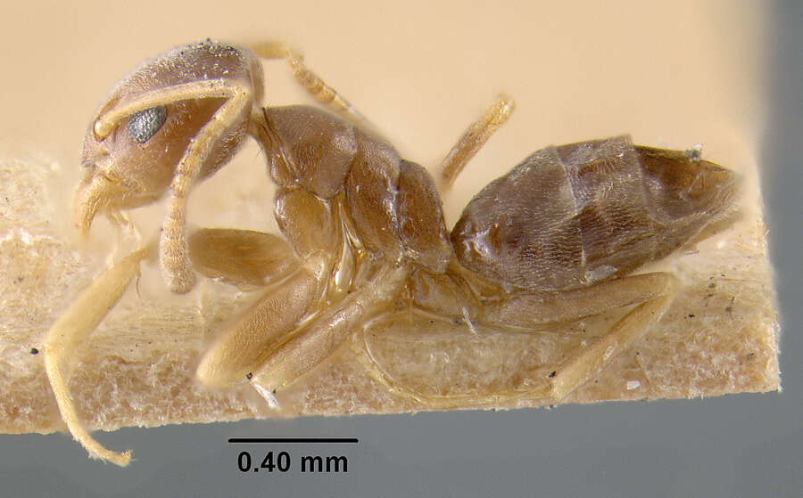 Image of Odorous House Ant