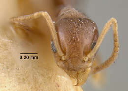 Image of Odorous House Ant